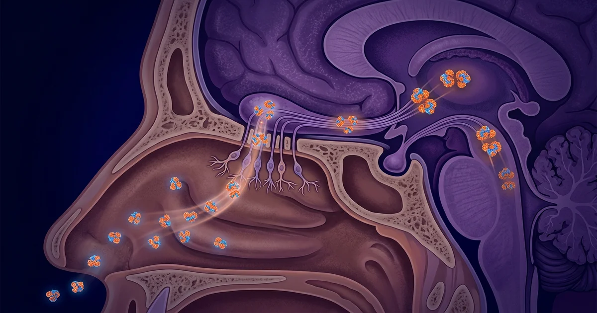 Intranasal Insulin Research: CNS Delivery Without Systemic Effects